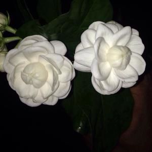 Meet your Posher, Honey